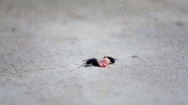 Les mouches mangent un morceau de viande qui est tombé de la table. Gros plan Les mouches mangent des miettes . 
