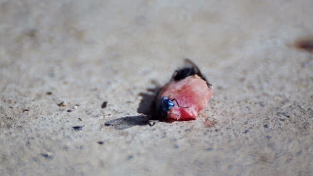 Les mouches mangent un morceau de viande qui est tombé de la table. Gros plan Les mouches mangent des miettes . 