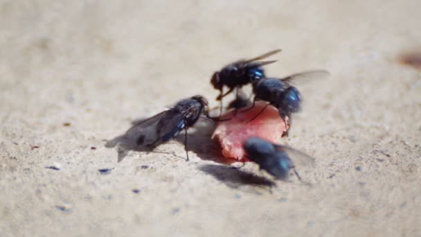 Fliegen Fressen Ein Stück Fleisch Das Vom Tisch Gefallen Ist — Stockvideo