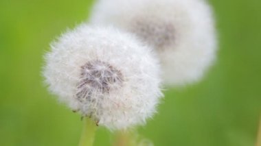 Rüzgâr tarlada bir karahindiba esiyor. Karahindiba tohumları yakın plan. 