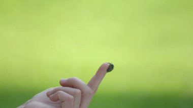 Chafer böceği insanın elinden uçar. Dişi avuçlarında aşındırıcı. 
