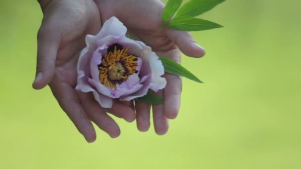 少女はヤシの木の牡丹の花を手にしている 女性の手の中の木牡丹の花 — ストック動画