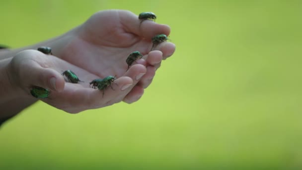 甲虫从人类手中飞走了 雌掌的脉络 — 图库视频影像
