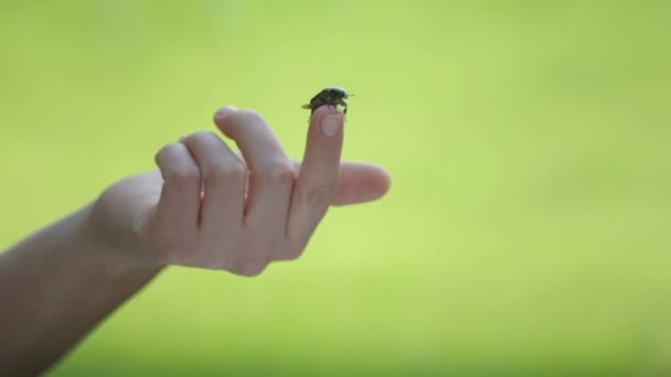Skalbaggen Flyger Människans Händer Kedja Kvinnliga Handflator — Stockvideo