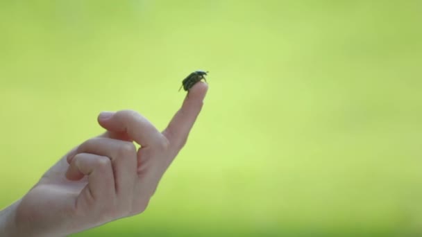 Chaferkever Vliegt Uit Handen Van Mens Chafer Vrouwelijke Handpalmen — Stockvideo