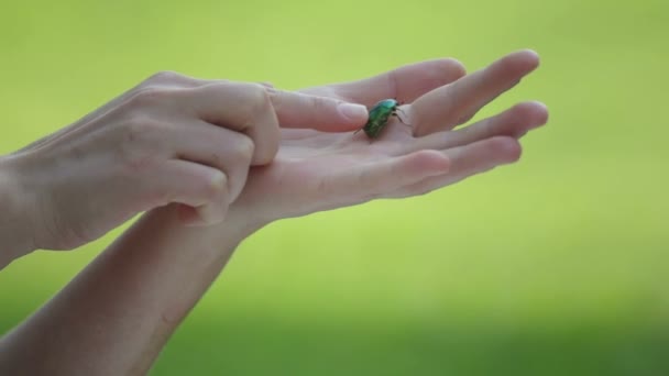 Chafer Brouk Létá Rukou Člověka Ořezávátko Ženských Dlaních — Stock video