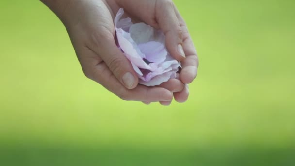 Kvinnliga Händer Med Pion Blad Närbild Händer Med Blomma Kronblad — Stockvideo