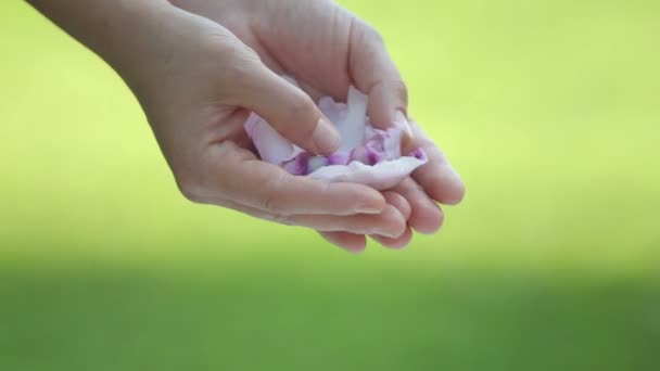 Kvinnliga Händer Med Pion Blad Närbild Händer Med Blomma Kronblad — Stockvideo