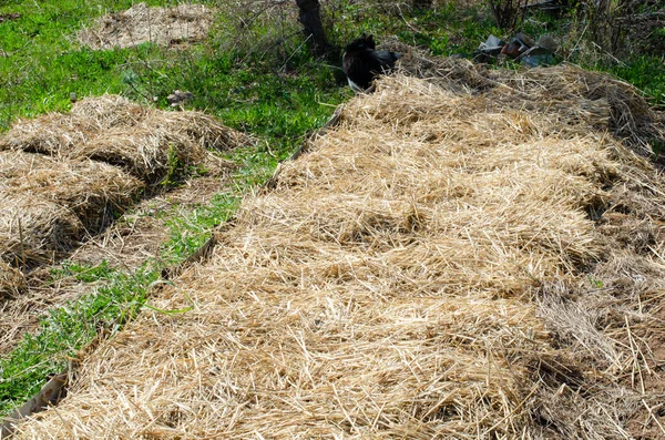 庭のベッドにストロー ストローマルチ 有機園芸 パーマカルチャー — ストック写真