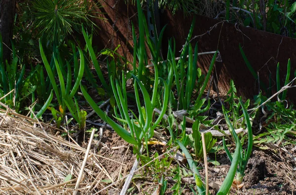 ネギだ 地面から成長する野生のネギ — ストック写真