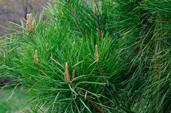 Pine Tree Branches Conifer Needles Pine Buds — Stock Photo, Image