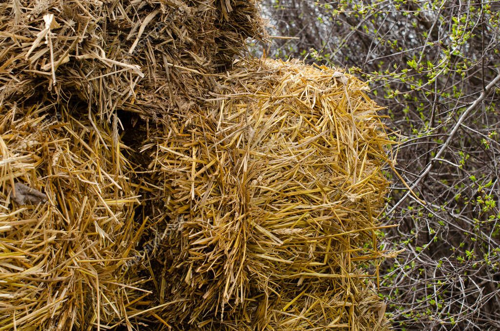 balas de paja de pie en el jardín. Jardinería de pacas de paja. 2022