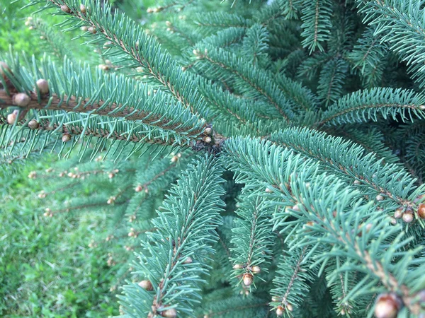 Vuren takken op een groene achtergrond. De blauwe spar, groene spr — Stockfoto