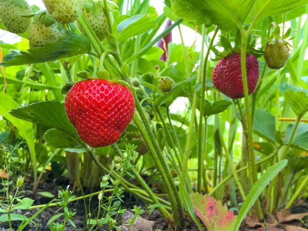 Dallı bir makroda sulu taze olgun çilekler. Güzel berri.
