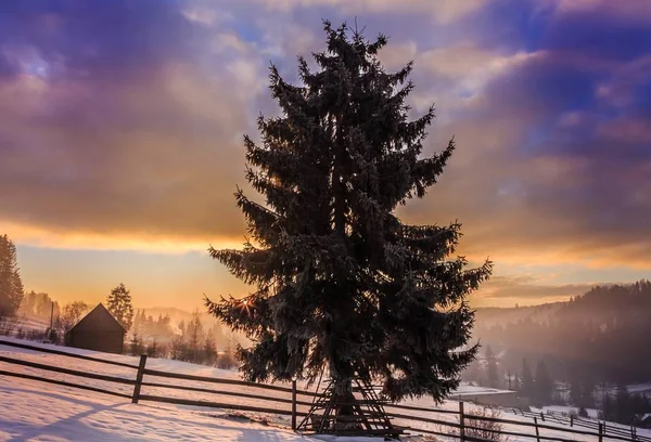 Noel zamanı. Bukovel 'de büyüleyici bir gün doğumu. Palyanitsa köyü. Ukraynalı Karpatlar. 07 numara. 01 numara. 2020