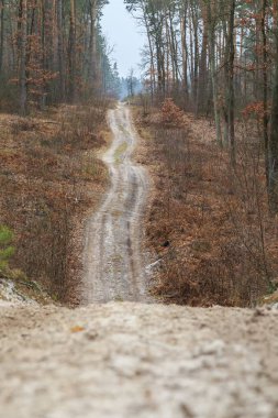 Ormanda kış yürüyüşü. Boyarka şehri. Kiev bölgesi. Ukrayna. 01 / 19 / 2020
