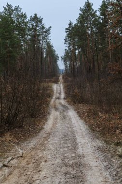 Ormanda kış yürüyüşü. Boyarka şehri. Kiev bölgesi. Ukrayna. 01 / 19 / 2020