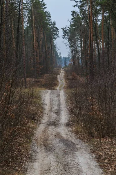 Χειμερινή Βόλτα Στο Δάσος Πόλη Μπογιάρκα Περιφέρεια Κιέβου Ουκρανία 2020 — Φωτογραφία Αρχείου