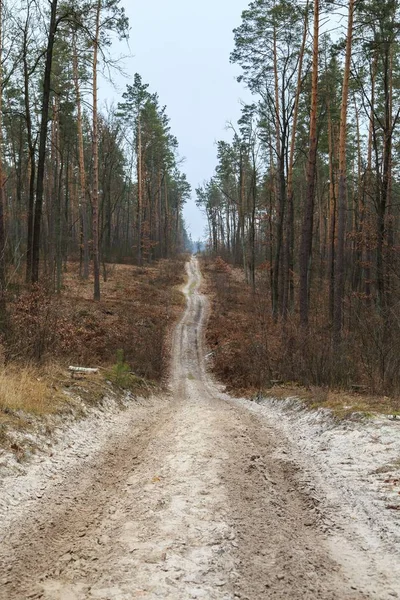 Χειμερινή Βόλτα Στο Δάσος Πόλη Μπογιάρκα Περιφέρεια Κιέβου Ουκρανία 2020 — Φωτογραφία Αρχείου