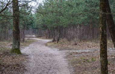 Boyarka şehrinde rüya çimi aramak için sabah yürüyüşü. Kiev bölgesi. Ukrayna. 03 numara. 29 yaşında. 2020