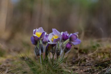 Boyarka şehrinde rüya çimi aramak için sabah yürüyüşü. Kiev bölgesi. Ukrayna. 03 numara. 29 yaşında. 2020
