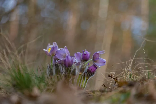 Morning Walk Woods Search Dream Grass City Boyarka Kiev Region — Stock Photo, Image