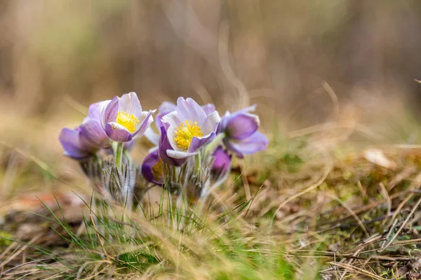 Morning Walk Woods Search Dream Grass City Boyarka Kiev Region — Stock Photo, Image