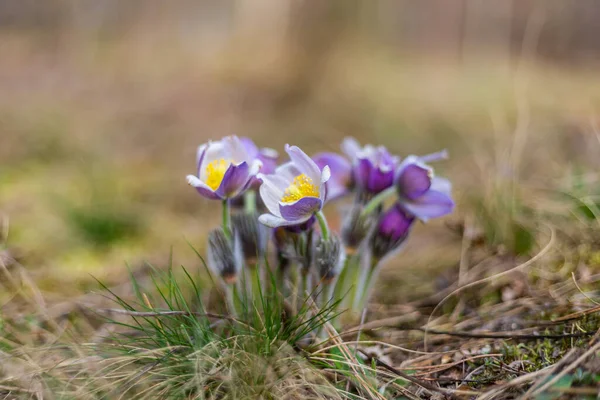 Boyarka şehrinde rüya çimi aramak için sabah yürüyüşü. Kiev bölgesi. Ukrayna. 03 numara. 29 yaşında. 2020