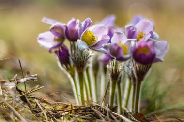 Boyarka şehrinde rüya çimi aramak için sabah yürüyüşü. Kiev bölgesi. Ukrayna. 03 numara. 29 yaşında. 2020