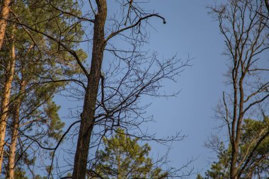 Boyarka şehrinde rüya çimi aramak için sabah yürüyüşü. Kiev bölgesi. Ukrayna. 03 numara. 29 yaşında. 2020