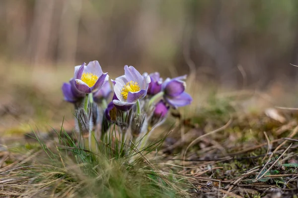 Boyarka şehrinde rüya çimi aramak için sabah yürüyüşü. Kiev bölgesi. Ukrayna. 03 numara. 29 yaşında. 2020