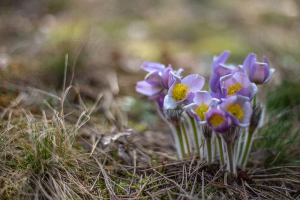 Boyarka şehrinde rüya çimi aramak için sabah yürüyüşü. Kiev bölgesi. Ukrayna. 03 numara. 29 yaşında. 2020