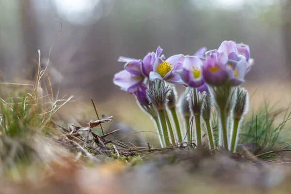 Morning walk through the woods in search of dream grass, the city of Boyarka. Kiev region. Ukraine. 03. 29. 2020 — Stock Photo, Image