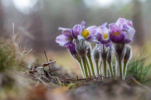 Morning walk through the woods in search of dream grass, the city of Boyarka. Kiev region. Ukraine. 03. 29. 2020 — Stock Photo, Image