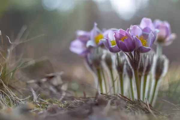 Morning walk through the woods in search of dream grass, the city of Boyarka. Kiev region. Ukraine. 03. 29. 2020 — Stock Photo, Image