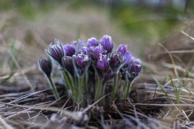 Boyarka şehrinde rüya çimi aramak için sabah yürüyüşü. Kiev bölgesi. Ukrayna. 03 numara. 29 yaşında. 2020