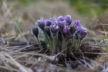 Boyarka şehrinde rüya çimi aramak için sabah yürüyüşü. Kiev bölgesi. Ukrayna. 03 numara. 29 yaşında. 2020
