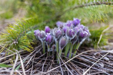 Boyarka şehrinde rüya çimi aramak için sabah yürüyüşü. Kiev bölgesi. Ukrayna. 03 numara. 29 yaşında. 2020