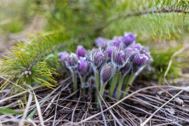 Boyarka şehrinde rüya çimi aramak için sabah yürüyüşü. Kiev bölgesi. Ukrayna. 03 numara. 29 yaşında. 2020