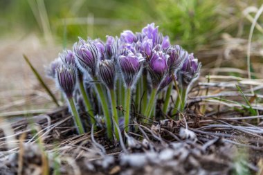 Boyarka şehrinde rüya çimi aramak için sabah yürüyüşü. Kiev bölgesi. Ukrayna. 03 numara. 29 yaşında. 2020
