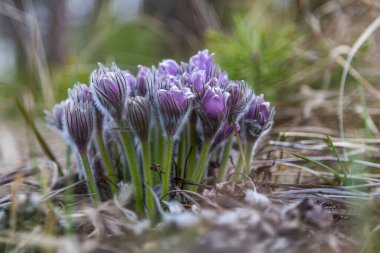 Boyarka şehrinde rüya çimi aramak için sabah yürüyüşü. Kiev bölgesi. Ukrayna. 03 numara. 29 yaşında. 2020