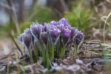 Boyarka şehrinde rüya çimi aramak için sabah yürüyüşü. Kiev bölgesi. Ukrayna. 03 numara. 29 yaşında. 2020