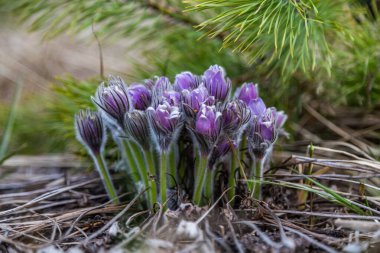 Boyarka şehrinde rüya çimi aramak için sabah yürüyüşü. Kiev bölgesi. Ukrayna. 03 numara. 29 yaşında. 2020