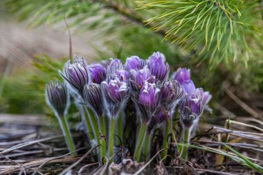 Boyarka şehrinde rüya çimi aramak için sabah yürüyüşü. Kiev bölgesi. Ukrayna. 03 numara. 29 yaşında. 2020