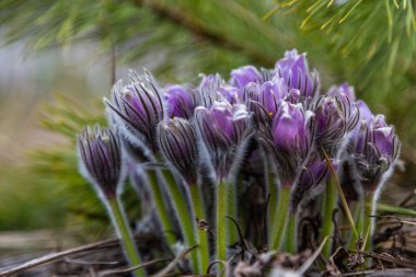Boyarka şehrinde rüya çimi aramak için sabah yürüyüşü. Kiev bölgesi. Ukrayna. 03 numara. 29 yaşında. 2020