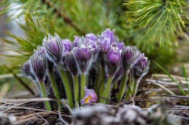 Boyarka şehrinde rüya çimi aramak için sabah yürüyüşü. Kiev bölgesi. Ukrayna. 03 numara. 29 yaşında. 2020