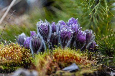 Boyarka şehrinde rüya çimi aramak için sabah yürüyüşü. Kiev bölgesi. Ukrayna. 03 numara. 29 yaşında. 2020