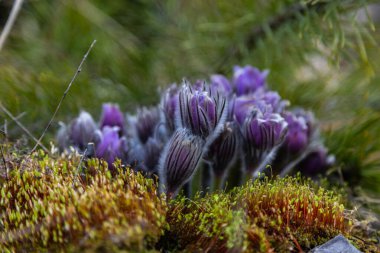 Boyarka şehrinde rüya çimi aramak için sabah yürüyüşü. Kiev bölgesi. Ukrayna. 03 numara. 29 yaşında. 2020