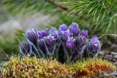 Boyarka şehrinde rüya çimi aramak için sabah yürüyüşü. Kiev bölgesi. Ukrayna. 03 numara. 29 yaşında. 2020