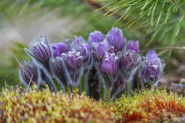 Boyarka şehrinde rüya çimi aramak için sabah yürüyüşü. Kiev bölgesi. Ukrayna. 03 numara. 29 yaşında. 2020